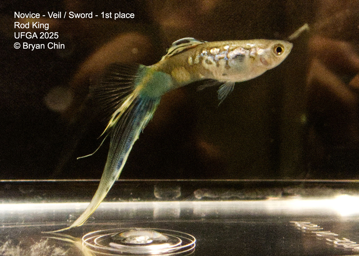Guppy Novice Swordtail